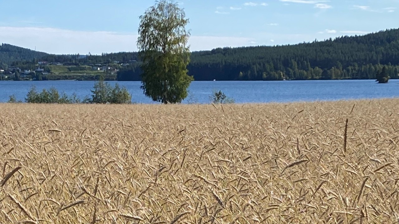 Field of grain