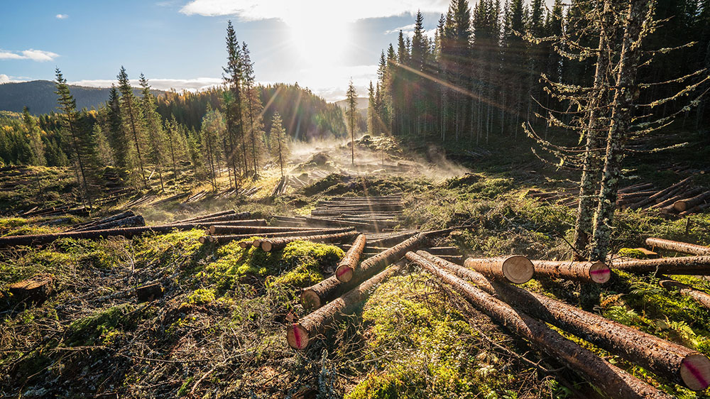 A clearing in the forest, with logs